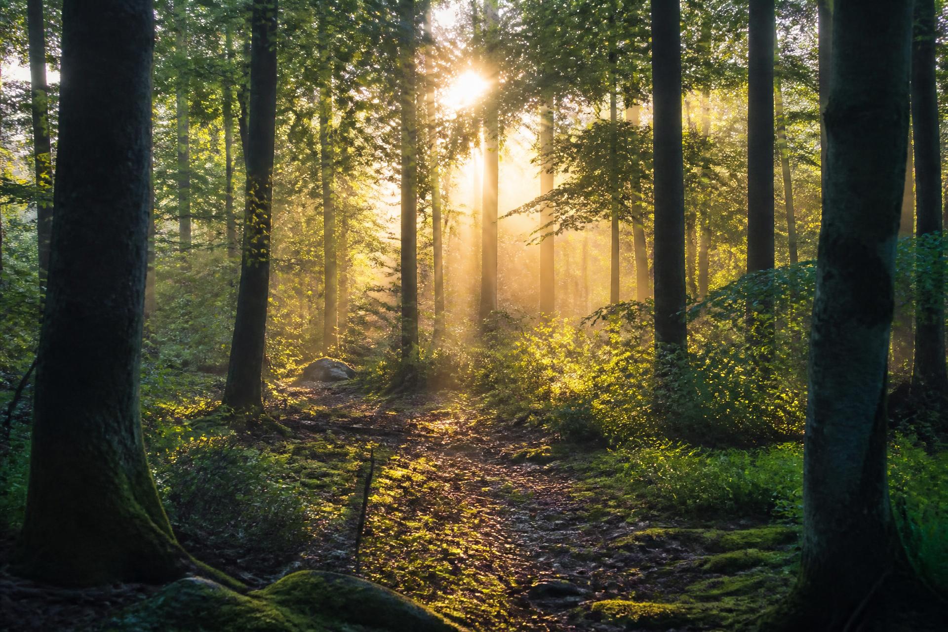 Morning sun through a forest canopy